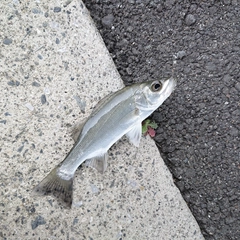 セイゴ（マルスズキ）の釣果