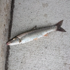 ウグイの釣果