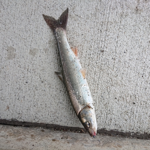 ウグイの釣果