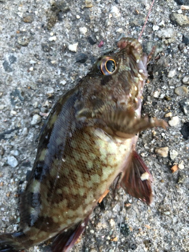 カサゴの釣果