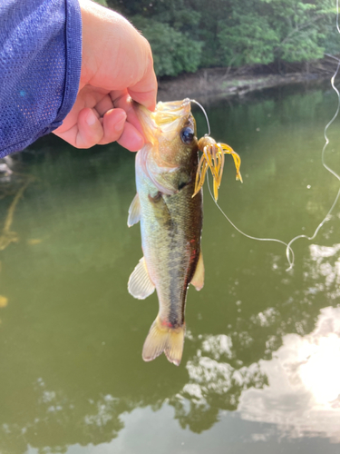 ラージマウスバスの釣果