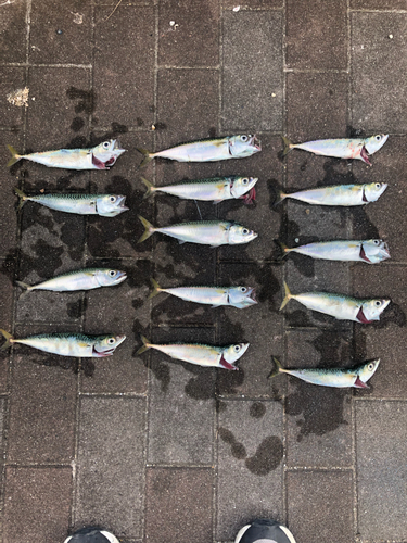 サバの釣果