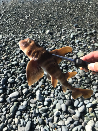 シマイサキの釣果