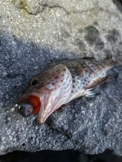 オオモンハタの釣果