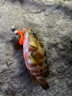 アカハタの釣果