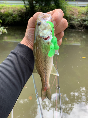 ラージマウスバスの釣果