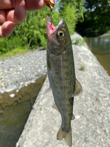 ヤマメの釣果