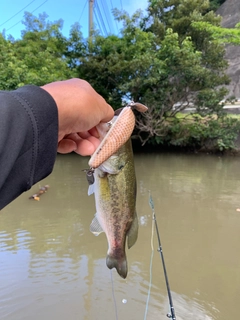 ラージマウスバスの釣果