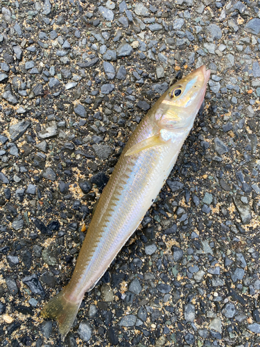 キスの釣果