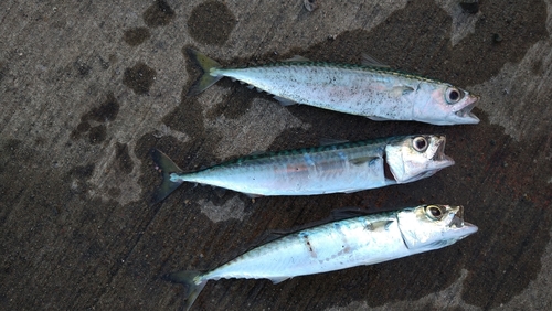 サバの釣果