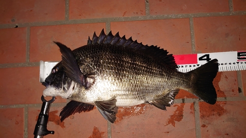 クロダイの釣果