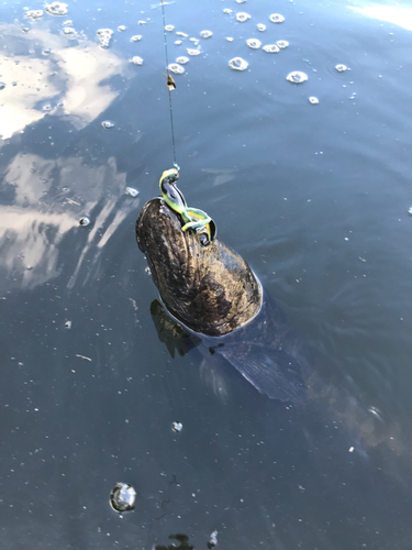 ライギョの釣果