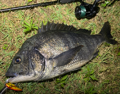 チヌの釣果