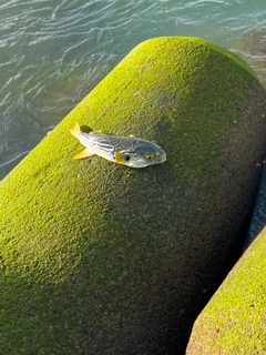 シマフグの釣果