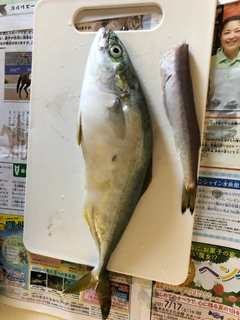 ワカシの釣果