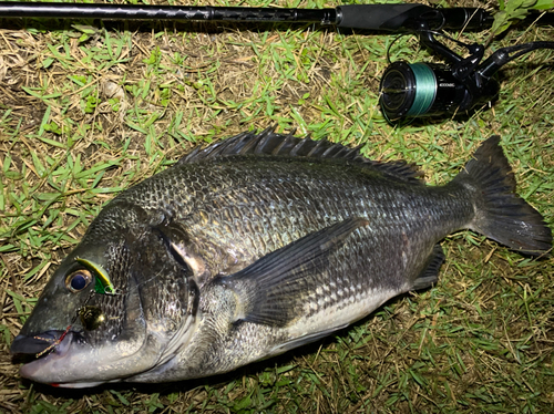 チヌの釣果