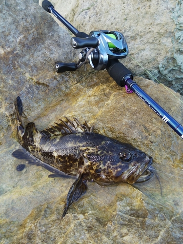 タケノコメバルの釣果