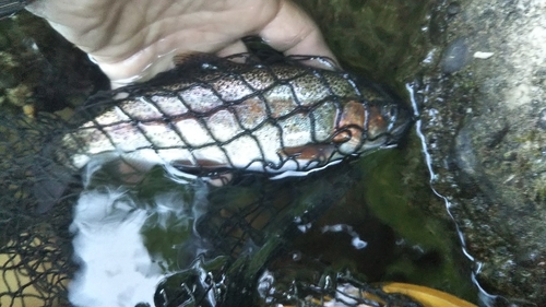 ニジマスの釣果