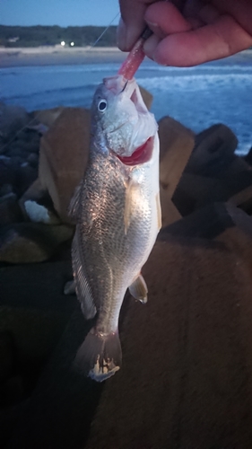 イシモチの釣果