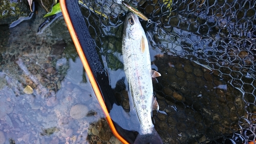 ヤマメの釣果