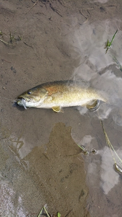 スモールマウスバスの釣果