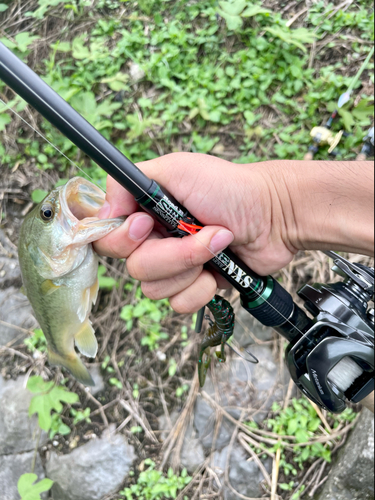 ラージマウスバスの釣果