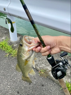 ラージマウスバスの釣果