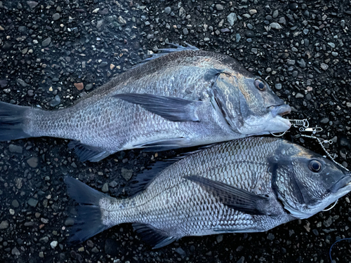 チヌの釣果