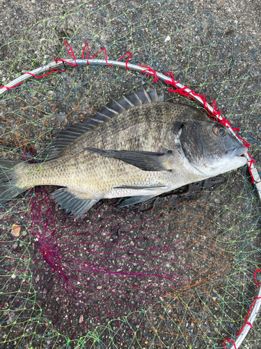 チヌの釣果