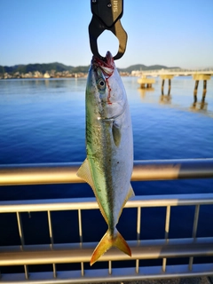 ワカシの釣果