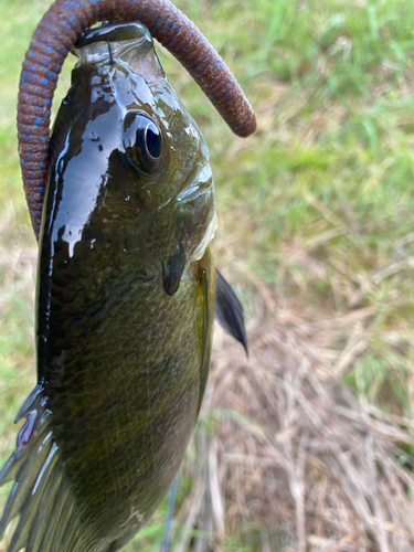 ブルーギルの釣果