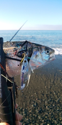 コノシロの釣果