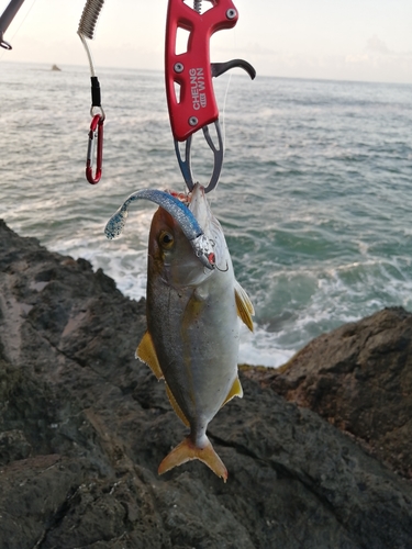 ショゴの釣果