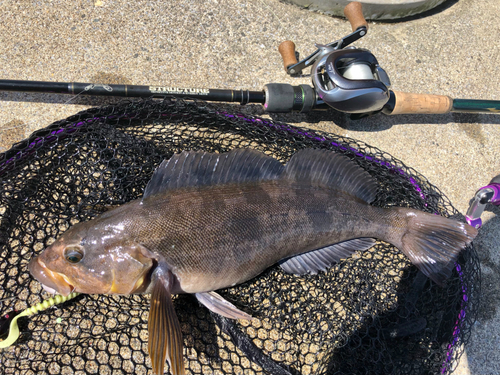 アイナメの釣果