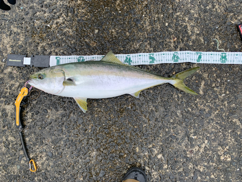 ハマチの釣果