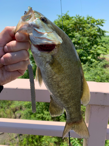 釣果