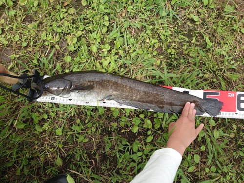 ナマズの釣果