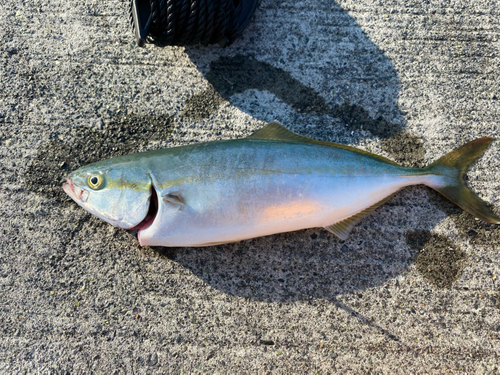 イナダの釣果