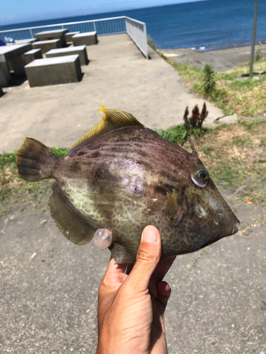 カワハギの釣果