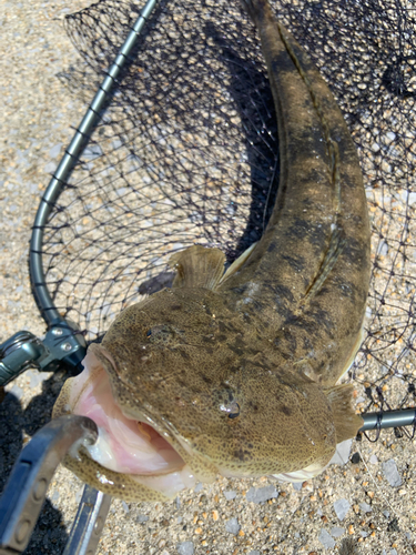 マゴチの釣果