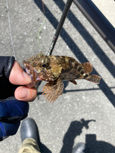 タケノコメバルの釣果