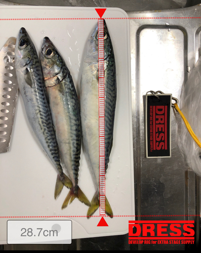 サバの釣果