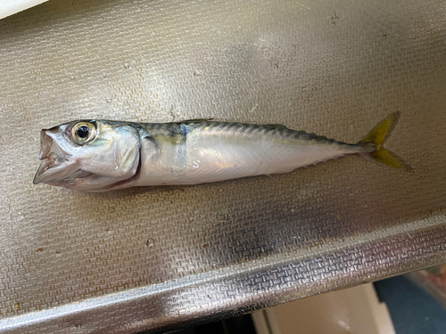 サバの釣果