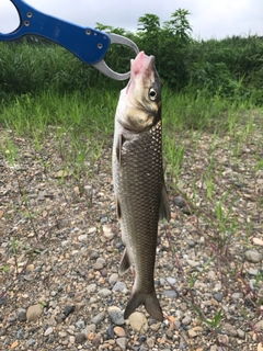 ニゴイの釣果