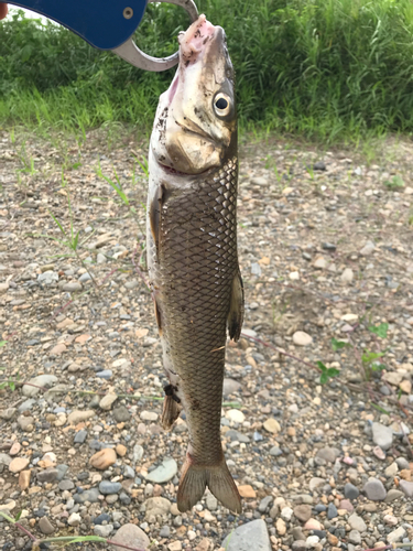 ニゴイの釣果