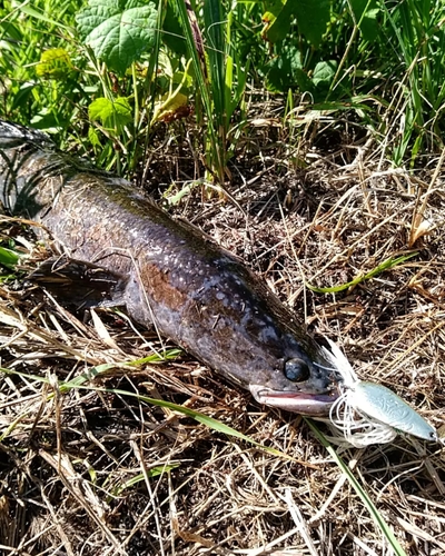 ライギョの釣果