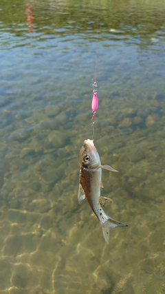 ニゴイの釣果