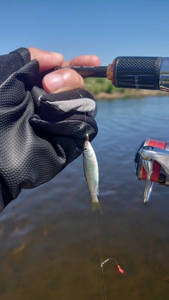 オイカワの釣果