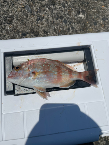 マダイの釣果