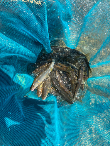 アユの釣果